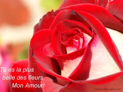 photo rose rouge fleur