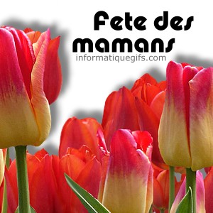 des tulipes et fleur fete des meres