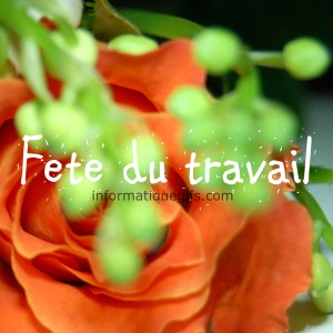 image fete du travail avec rose orange et brin de muguet