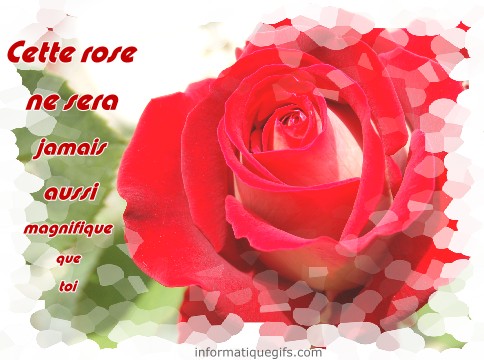 Photo rose rouge du jardin