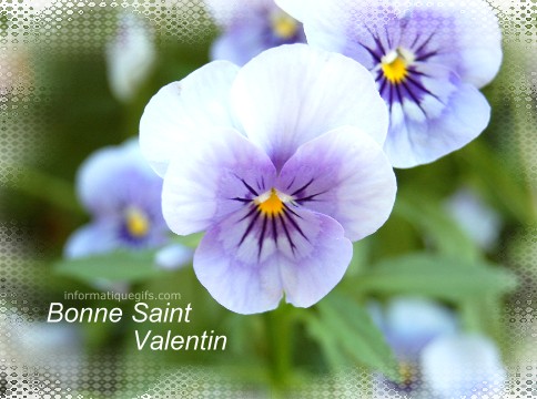 Une fleur pensee pour la saint valentin