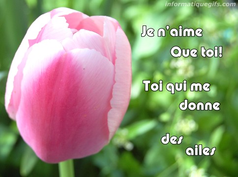 Tulipe photo amour eternel