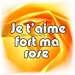 une rose jaune avec message je t'aime