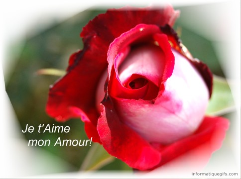 une rose dans le jardin avec amour