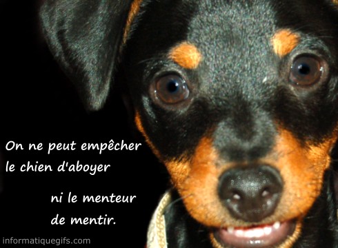 Image chien et proverbe sur le menteur