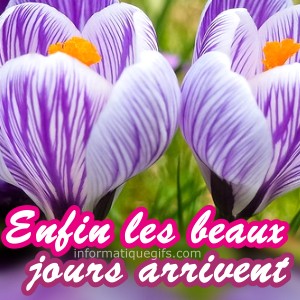 image crocus pour les beaux jours