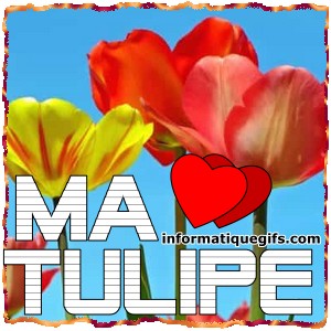photo de tulipe dans un ciel bleu