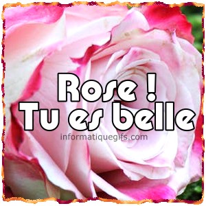 une rose rose