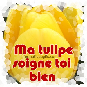 photo tulipe jaune