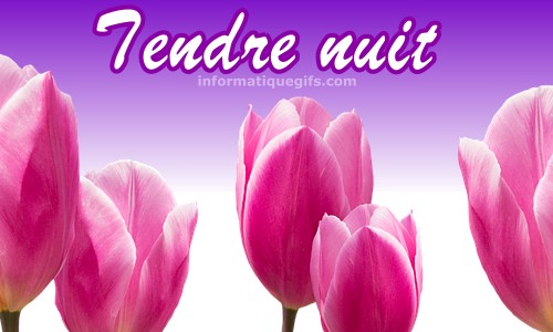 image tendre nuit avec tulipe rose