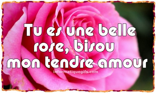 Photo De Rose Rouge Image Rose Amour Et Message