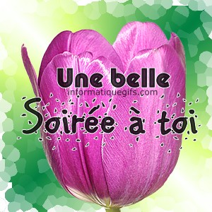 photo tulippe et message bonne soiree