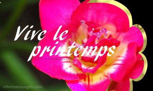 image fleur rose vive le printemps