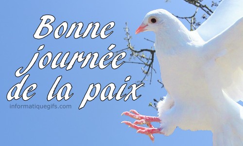 photo colombe pour la journee de la paix