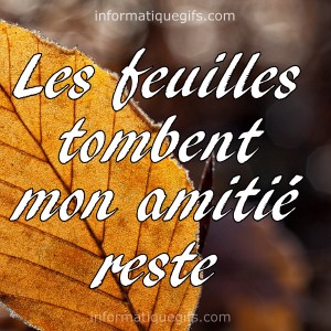 des feuilles qui tombent