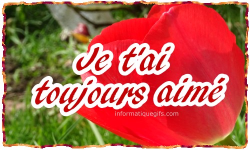 Une image tulipe rouge du jardin