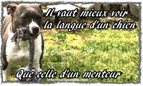 photo de chien avec une corde