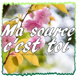 une fleur rose avec source