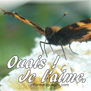 Un beau papillon sur un arbre