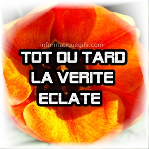 photo de tulipe et tot ou tard