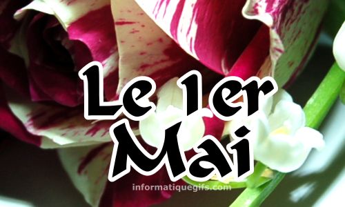 1er mai avec rose