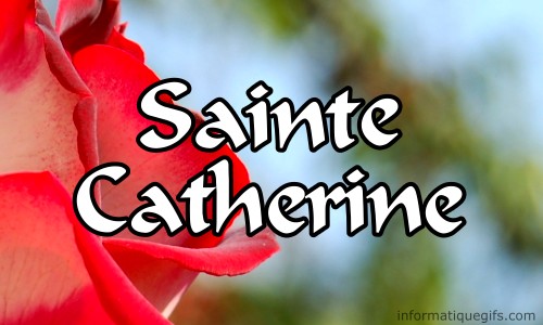 Sainte catherine avec une jolie rose rouge du jardin