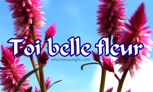 toi belle fleur