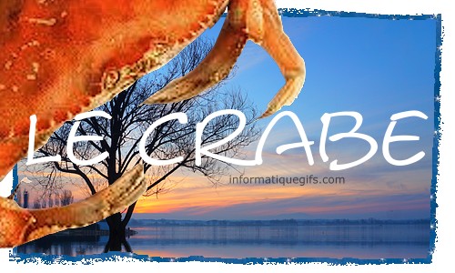 photo crabe sur la plage