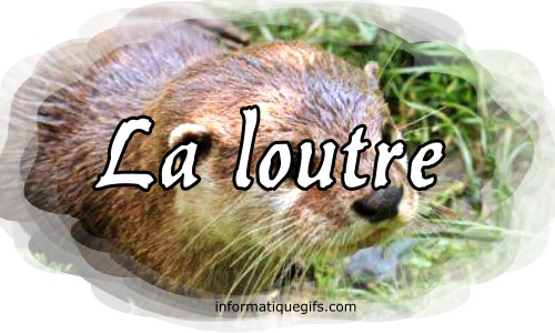 photo loutre