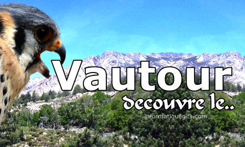 photo paysage avec vautour