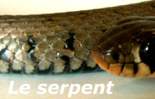 Le petit serpent