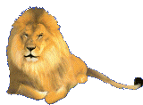 gifs lion animaux du zoo