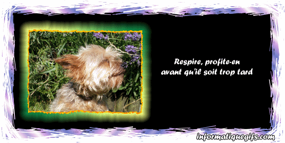 Image de chien qui respire