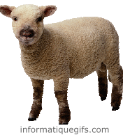 gif anime mouton