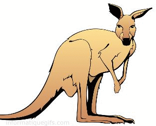 gif kangourous