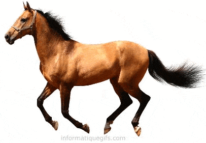 animated gif horse
