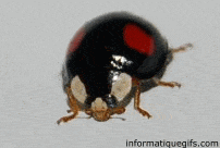 GIF coccinelle