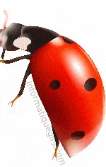 gif coccinelle animee