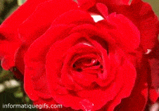 Gif anime rose scintillante