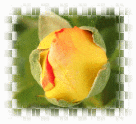 image gif rose bouton non ouverte