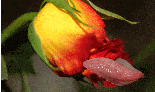 gif rose qui s'ouvre avec une langue