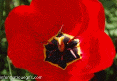 Gifs animes tulipe rouge