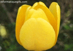 Gif anime tulipe jaune