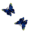 Deux papillons bleus