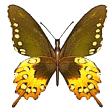 image animée de papillon