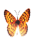 image gif papillon orange