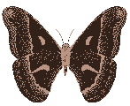 papillon gif animé transparent