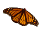 gif butterfly