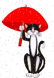 chaton avec parapluie