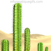 cactus far west